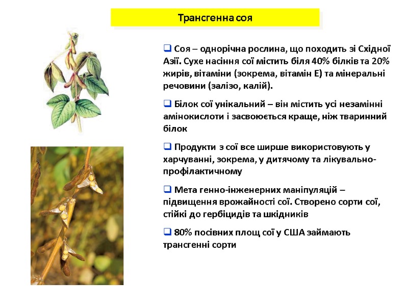 Трансгенна соя   Соя – однорічна рослина, що походить зі Східної Азії. Сухе